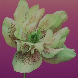 Meet your Posher, Alicia